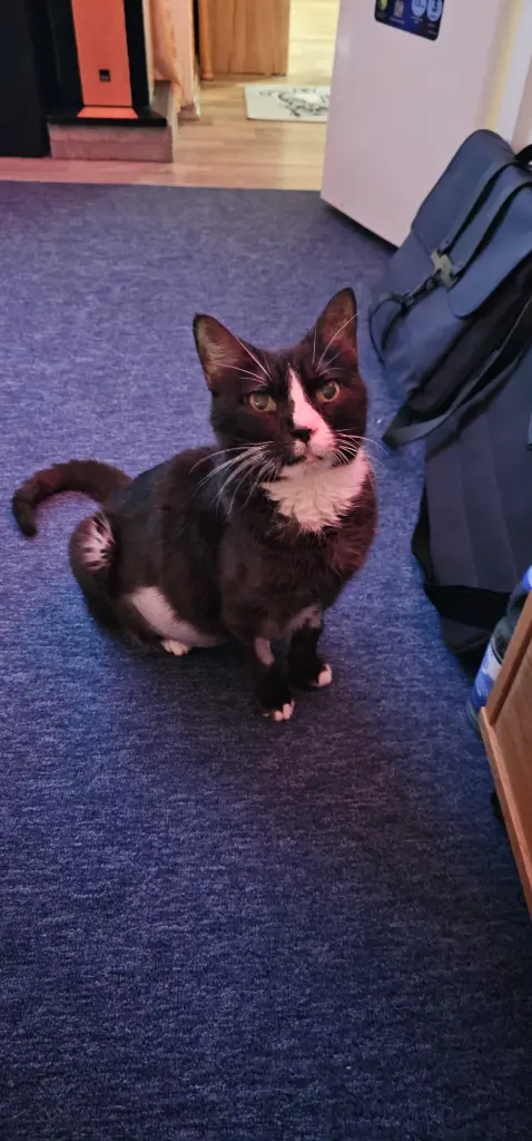Bild von Muffin