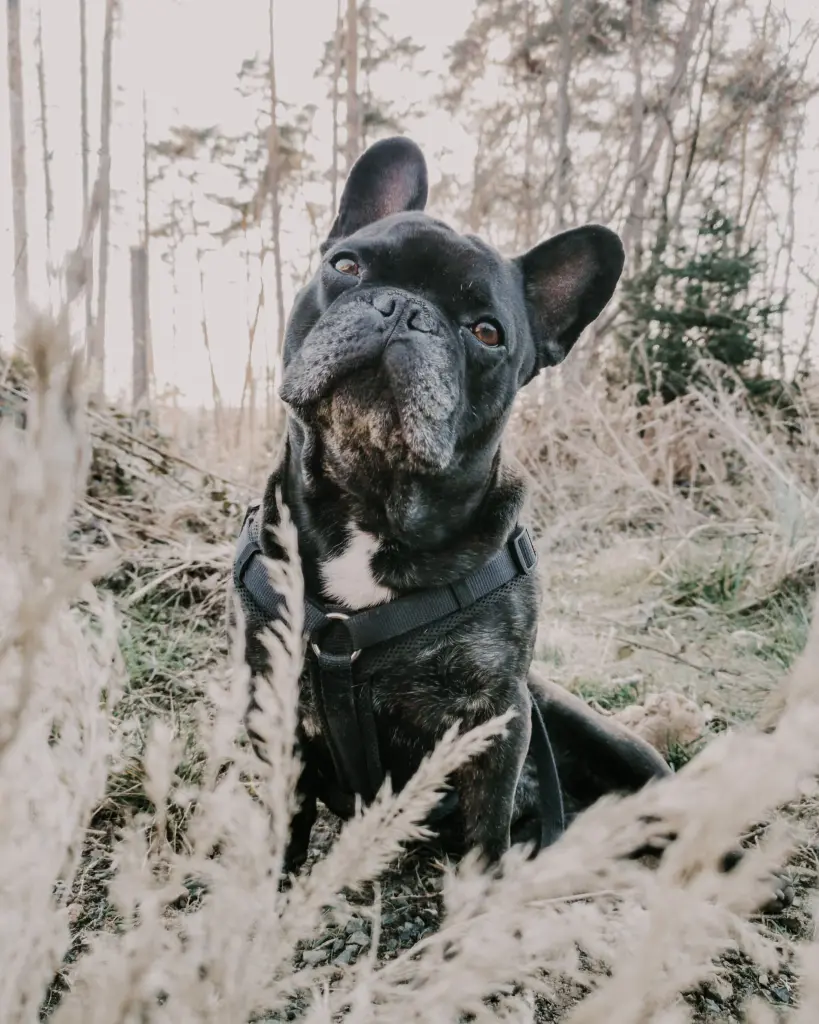 Image from Attila