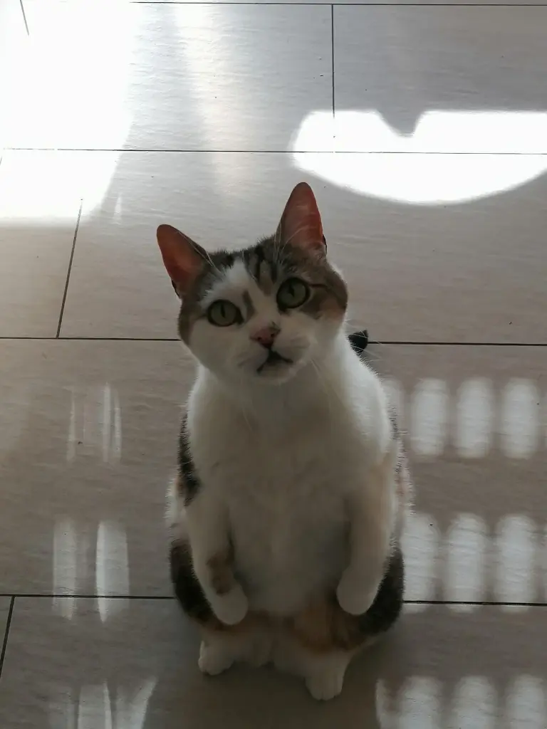 Image from Cookie