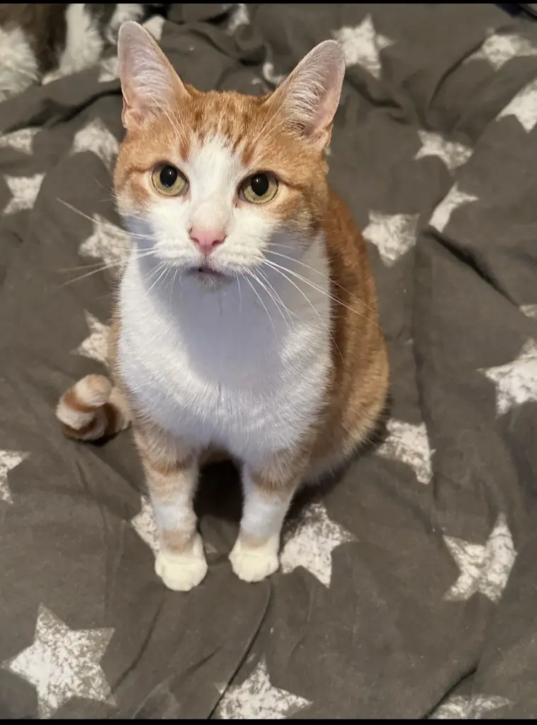 Image from Garfield