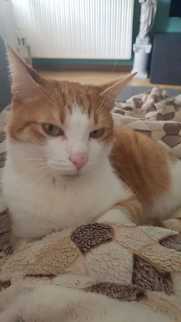 Image from Garfield