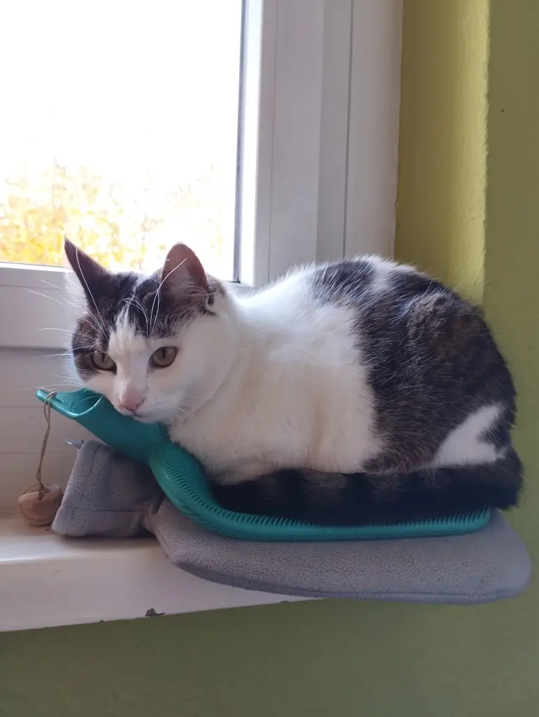 Bild von Tiger