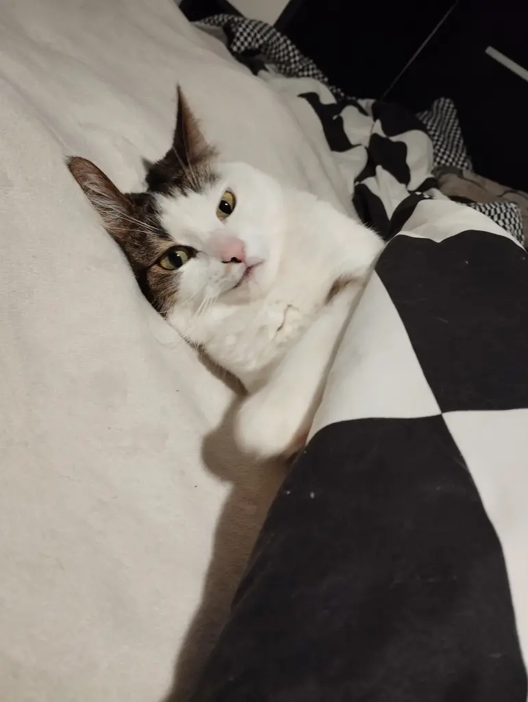 Bild von Tiger