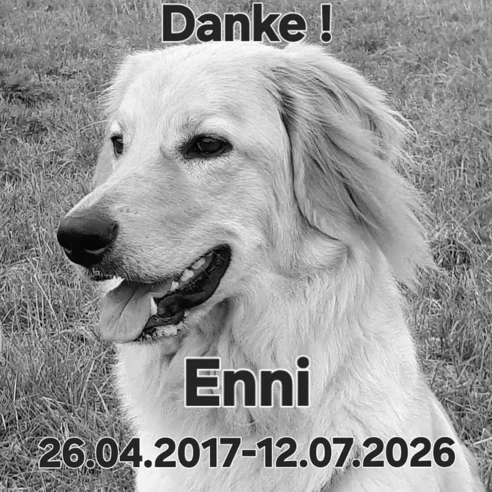 Image from Enni