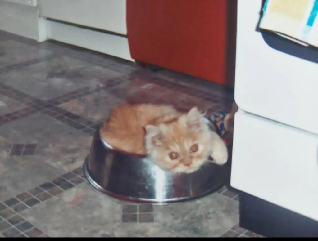 Image from Garfield