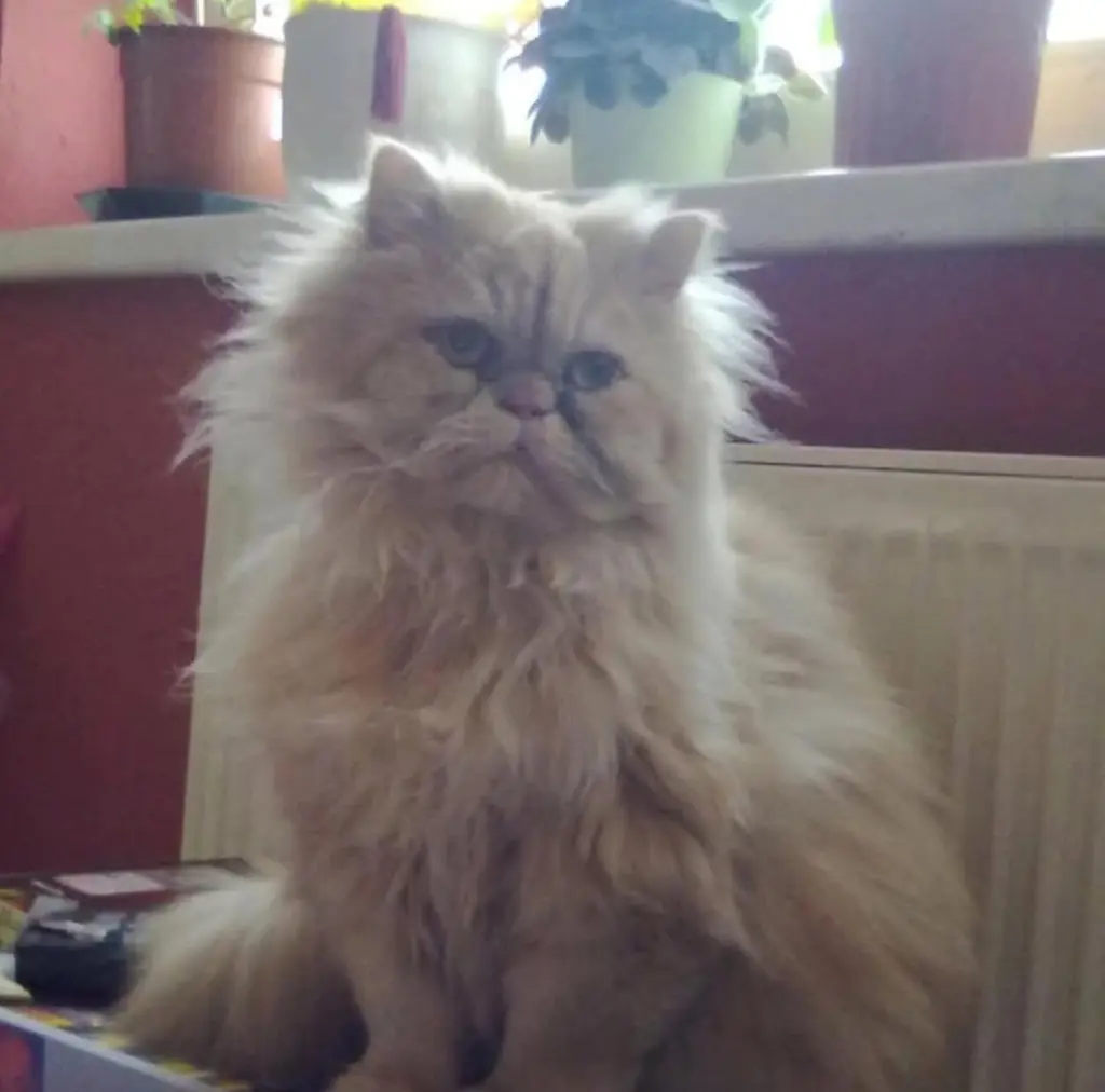 Image from Garfield