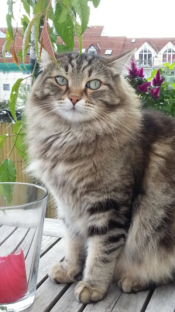 Bild von Diego