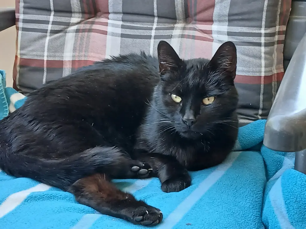 Bild von Kira
