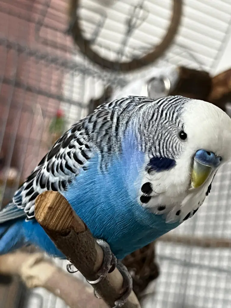 Image from Chico