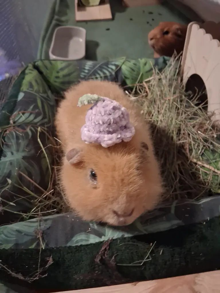 Cobi mit hut