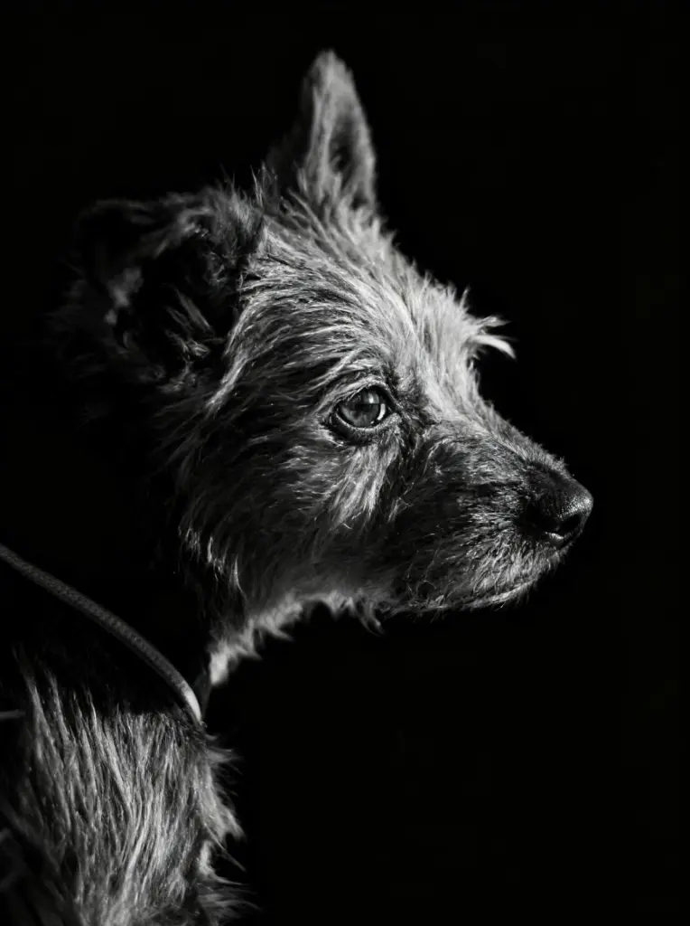 Image from Freddy