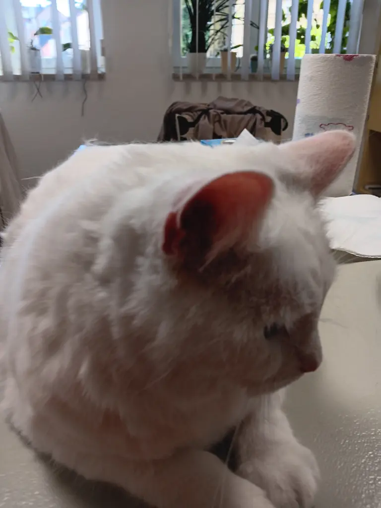 Image from Snow