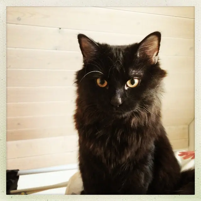 Image from Mowgli