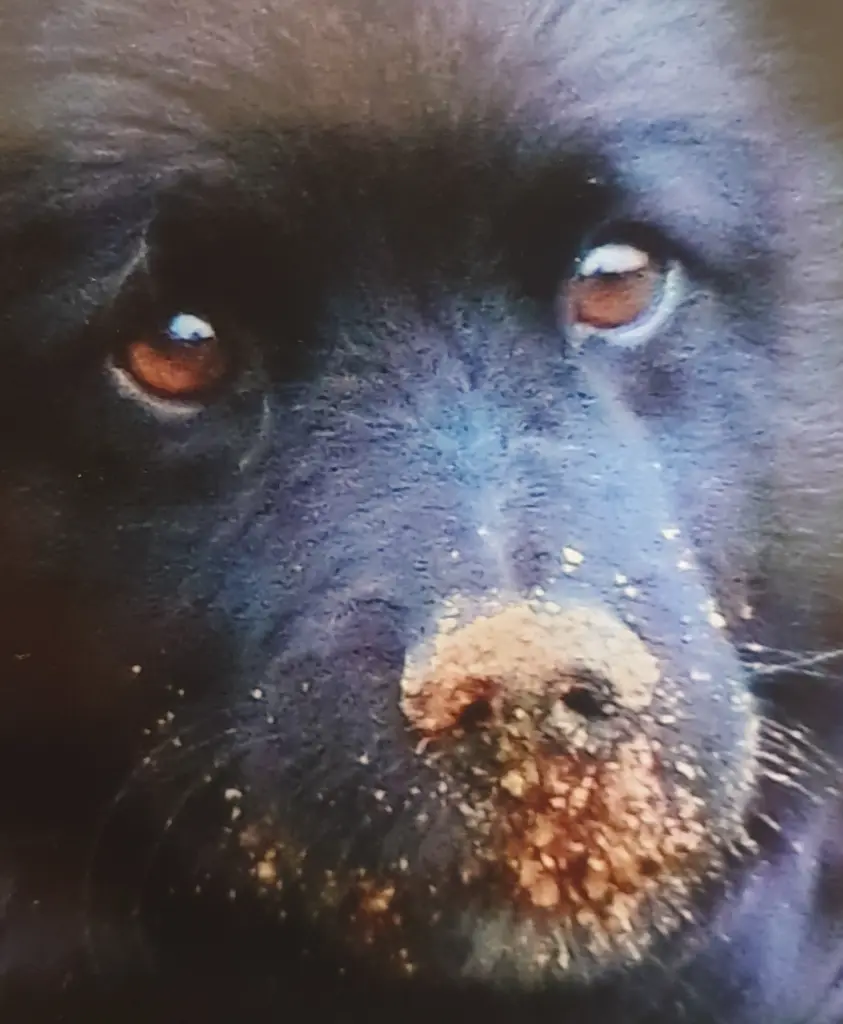 Condolence image of Elke mit Wolle tief im Herzen