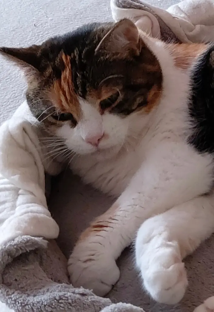 Unsere Nellymaus