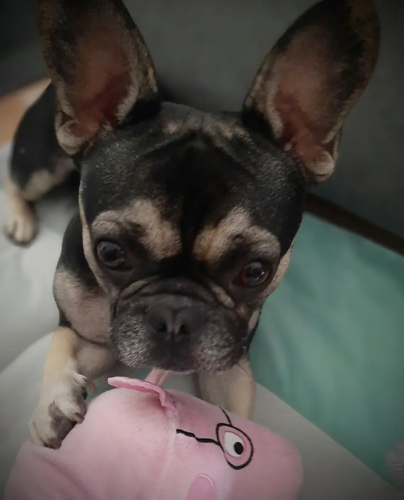 Mein Kuscheltier