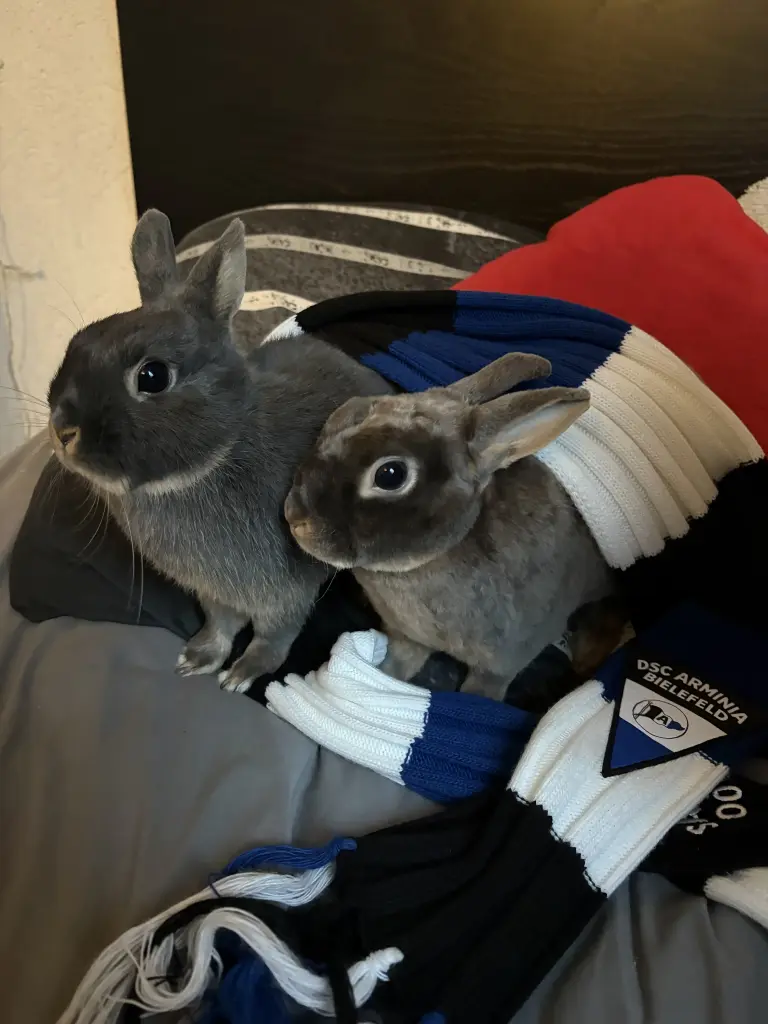 Image from Daisy/ Fluffy