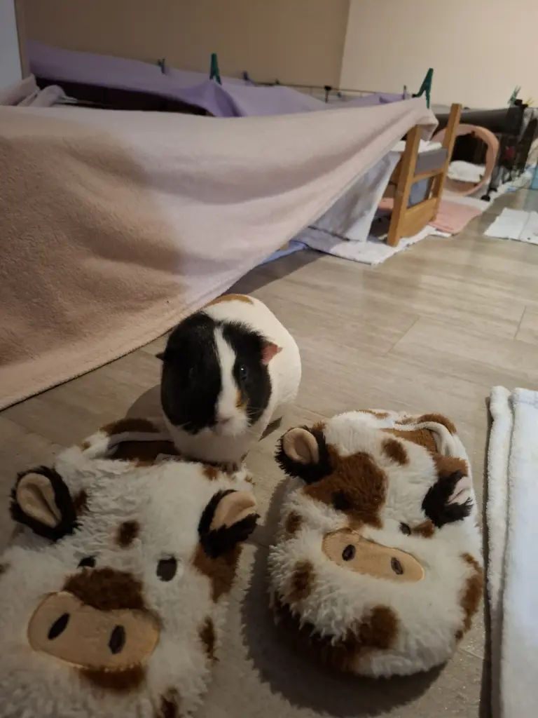 Image from Nugget