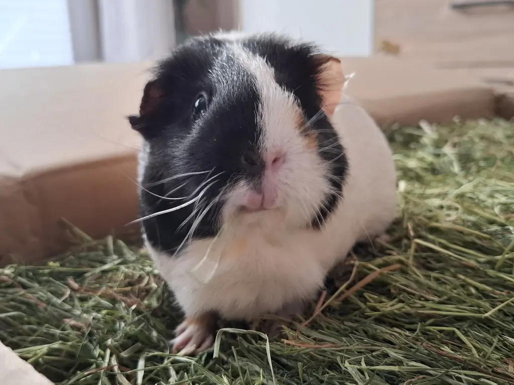 Image from Nugget
