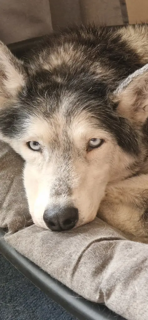 Bild von Silver