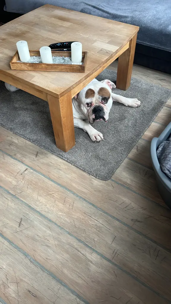 Bild von Django