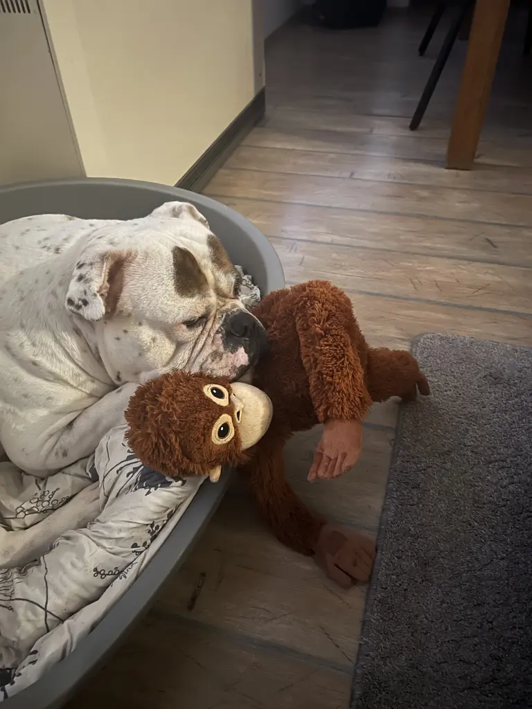 Bild von Django