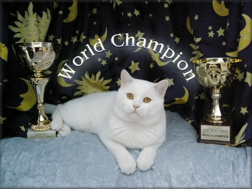 Image from World Champion & World Premior Adonis vom Schloß Wilhelmsthal "Vinnie"