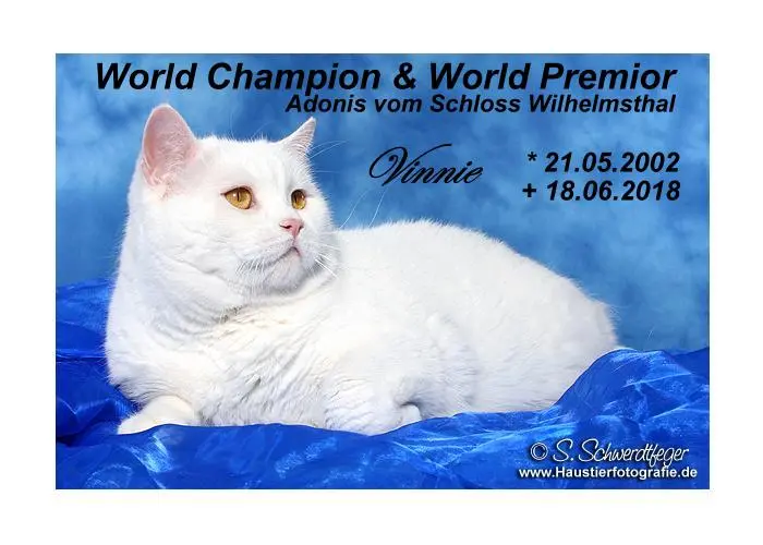 Image from World Champion & World Premior Adonis vom Schloß Wilhelmsthal "Vinnie"