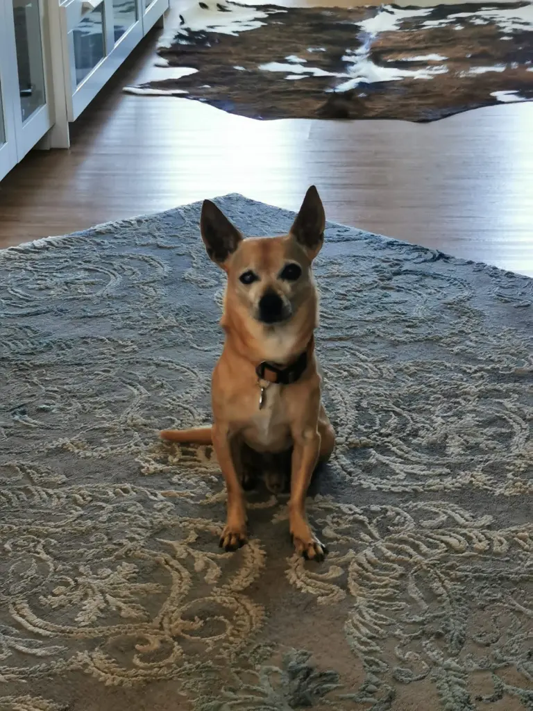 Image from Scooby