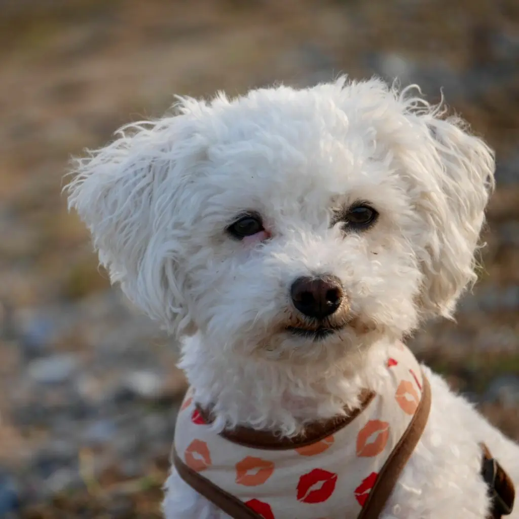 Bild von Skipper