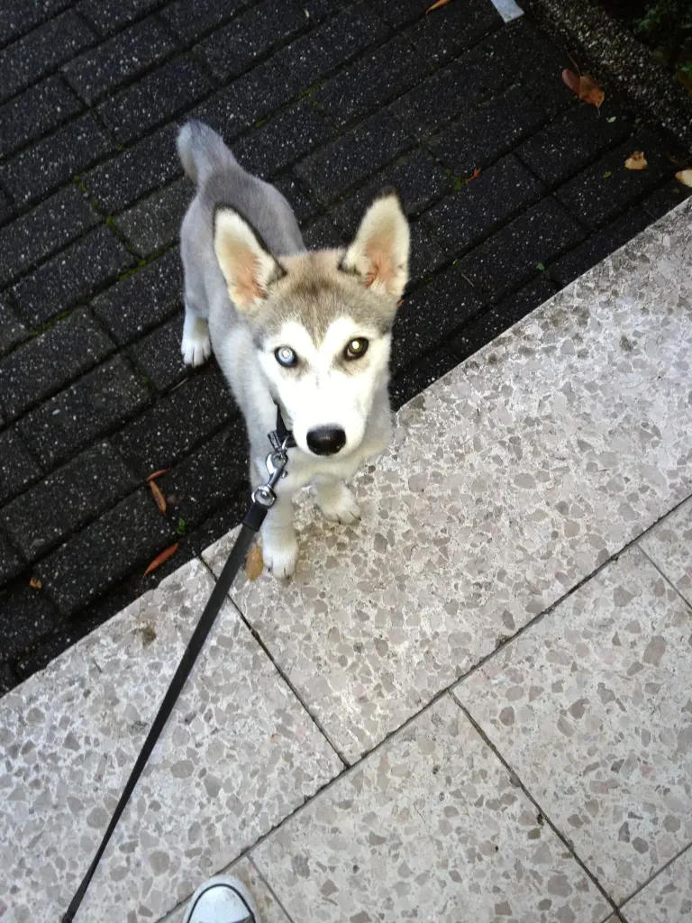 Bild von Pepe