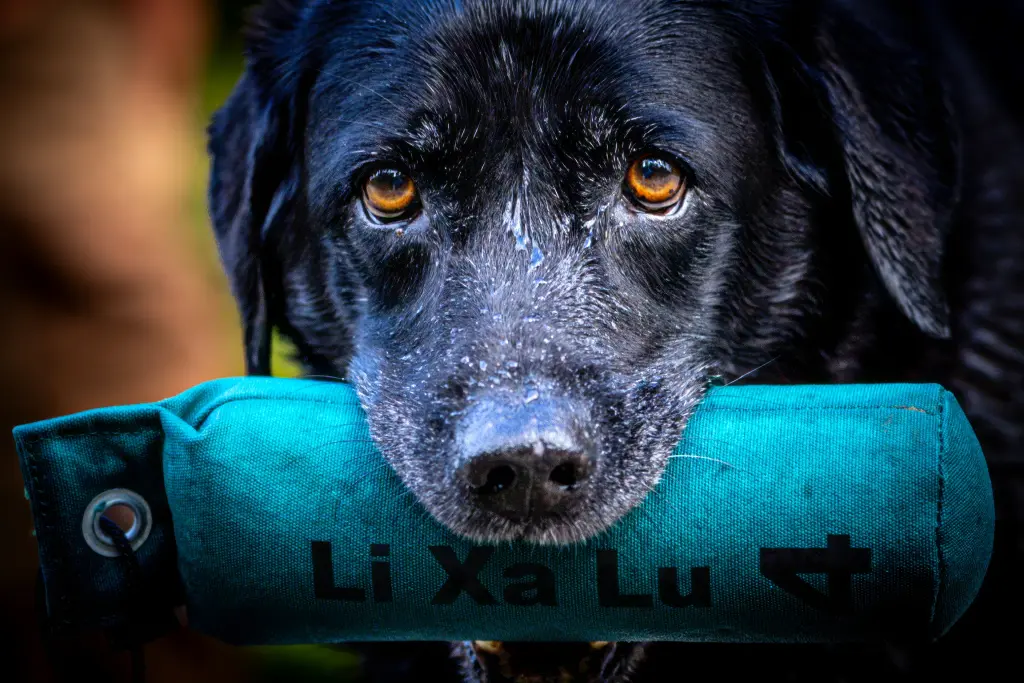 Bild von Lilly