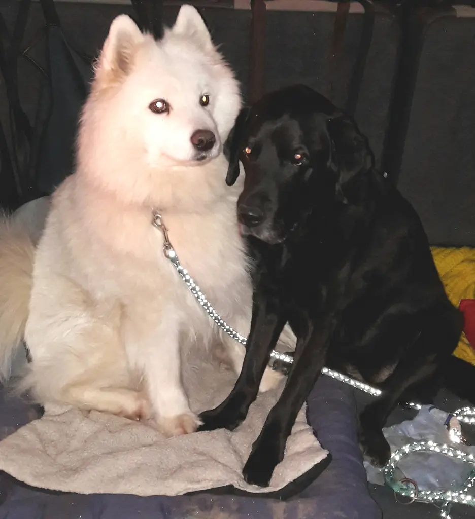 Kya und Tara