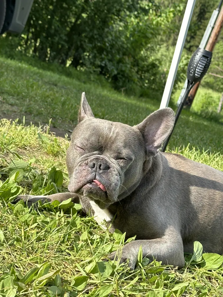 Andachtsbild von Dennis