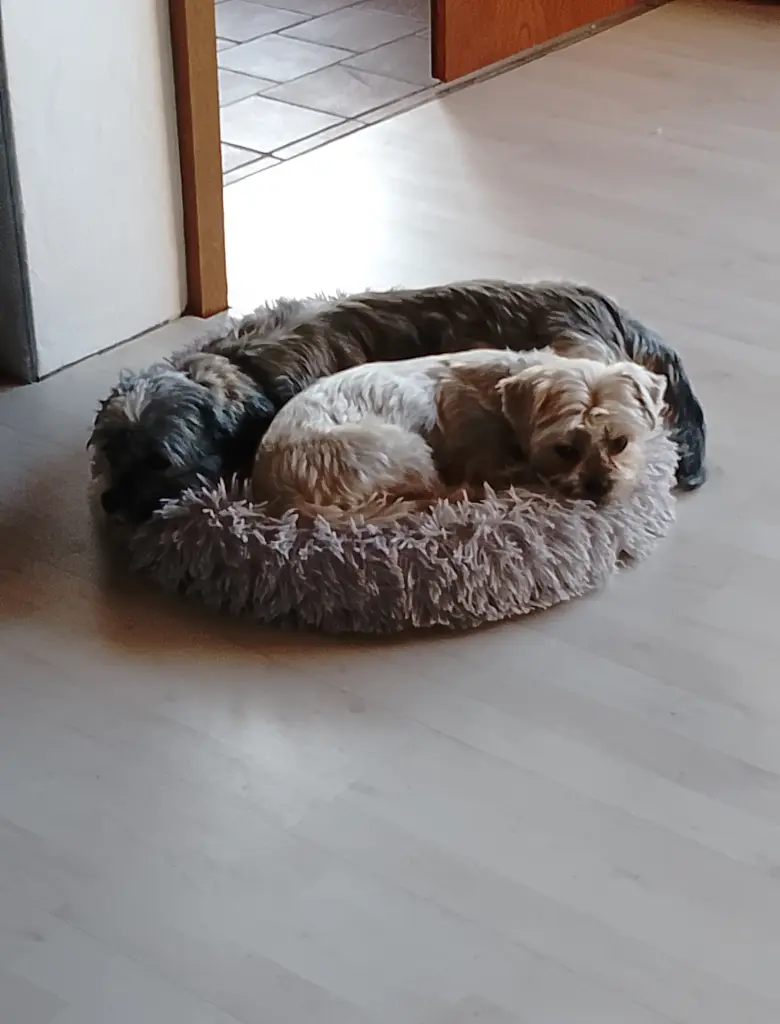 Mein Liebling