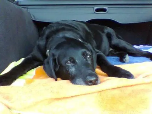 Bild von Idefix
