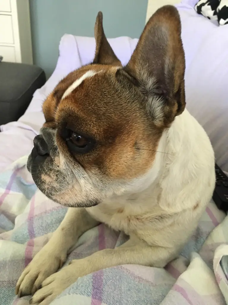 Image from Bella