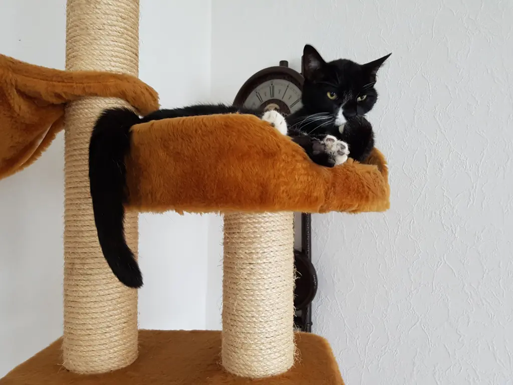 Image from Felix