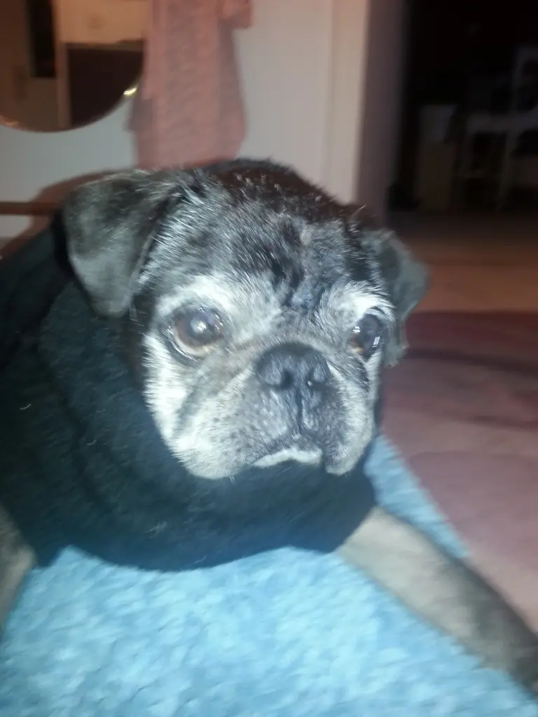 Andachtsbild von Cornelia mit Bruno & Barni im Herzen