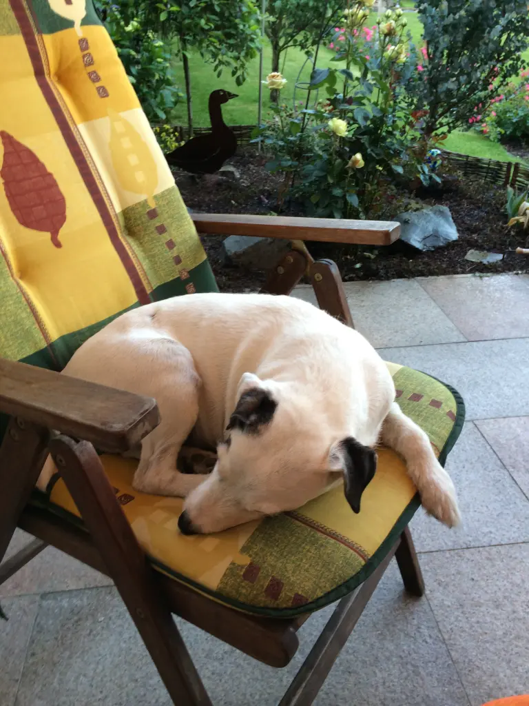 Image from Bandit