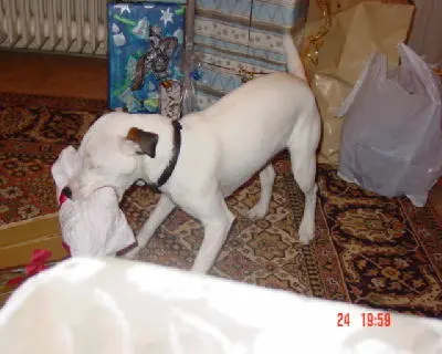 Image from Bandit