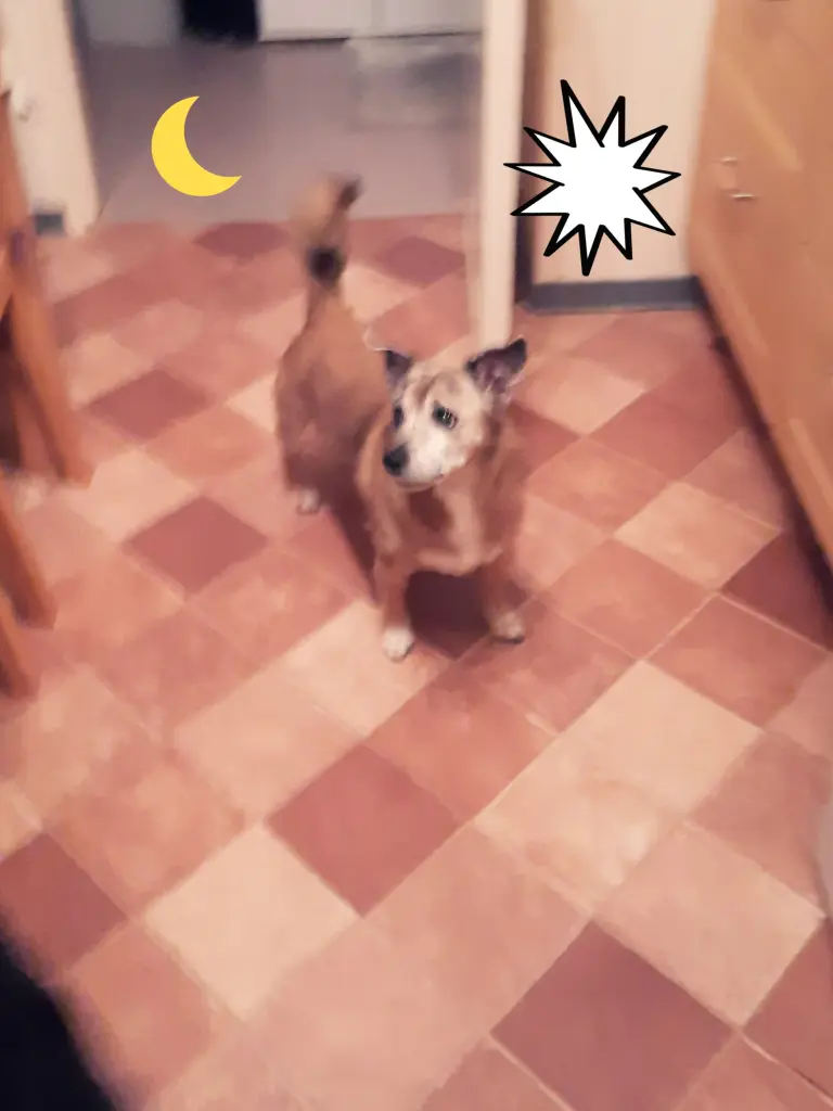 Image from Simba