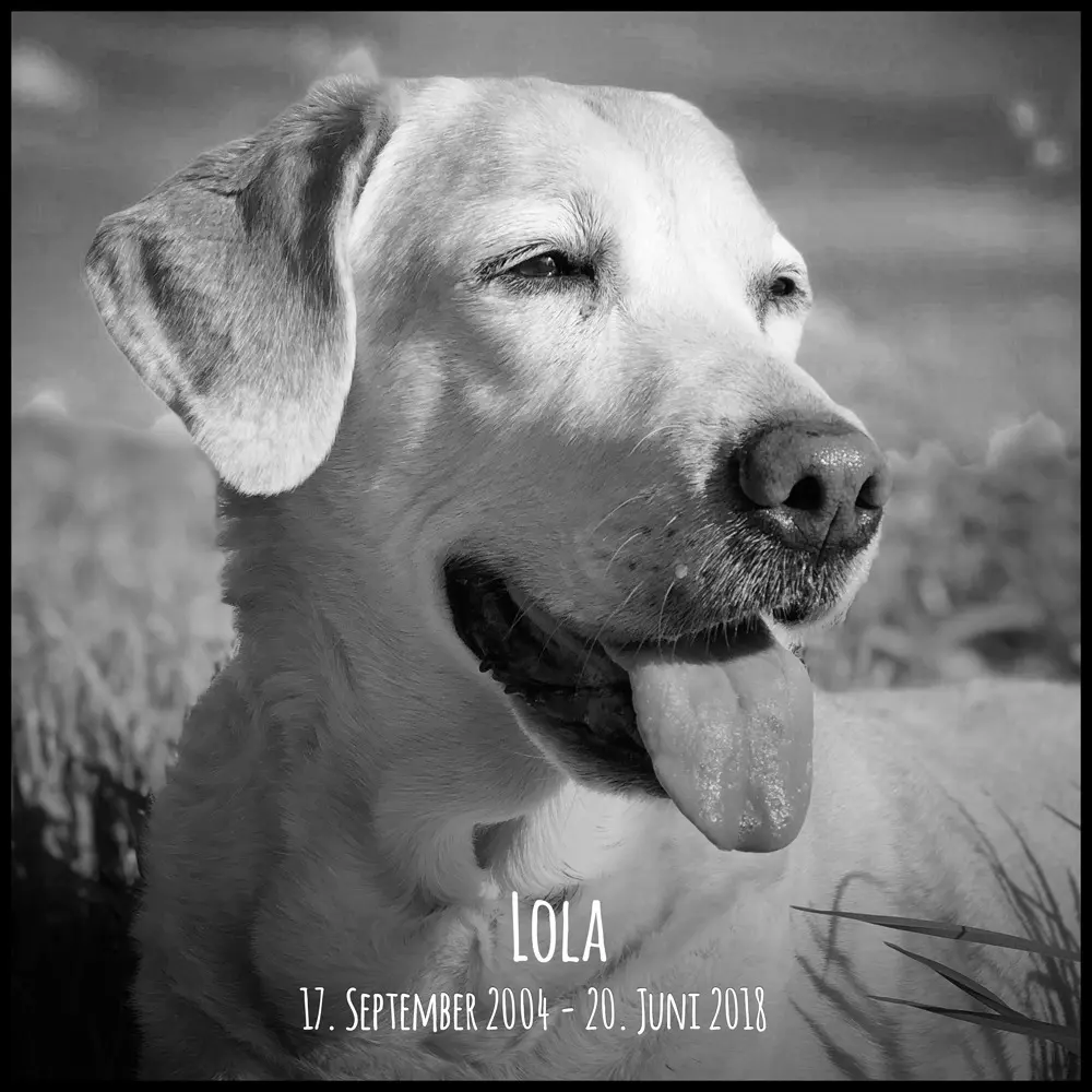 Image from Lola