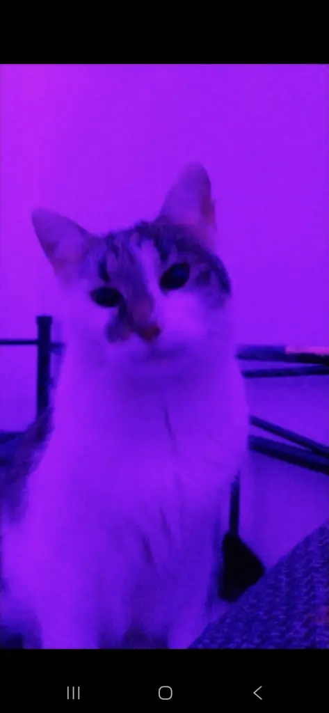 Deine lieblings Farbe war lila.   Ich vermisse dich