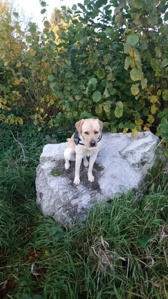 Bild von Assgold