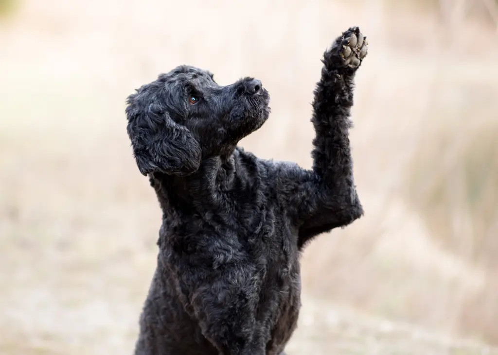 Bester Fotohund