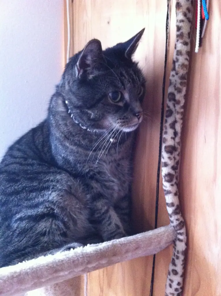 Image from TIGGER  ( Junior )