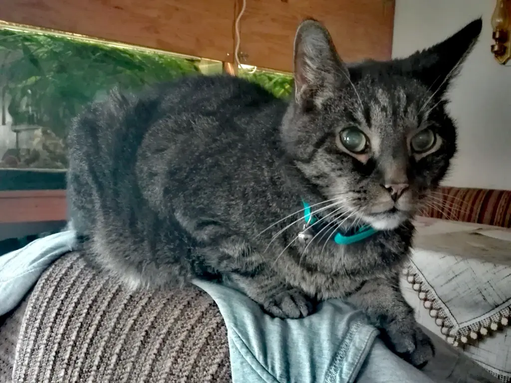 Image from TIGGER  ( Junior )