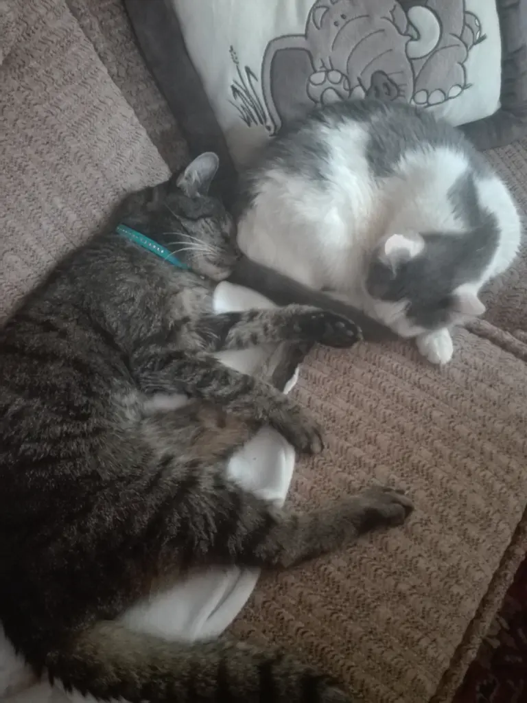 Condolence image of Petra ( mit Sammy, Lucky, Tigger, Urania, Baby, Tim & Männlein im Herzen † )