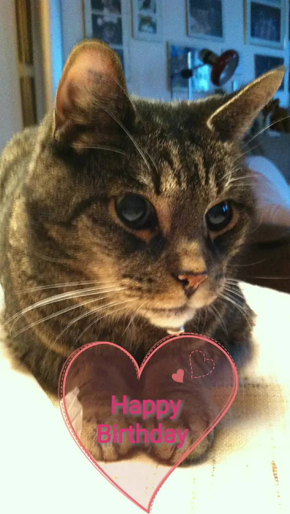 Condolence image of  Petra ( mit Minka, Lilly, Sammy, Lucky, Tigger, Urania, Baby, Tim & Männlein im Herzen ♥♥♥) 